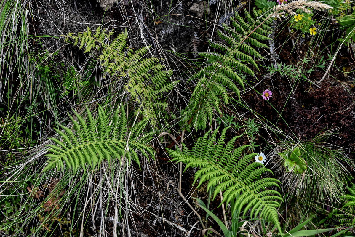 Изображение особи Athyrium filix-femina.