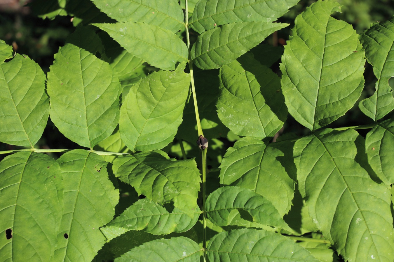 Изображение особи Fraxinus excelsior.