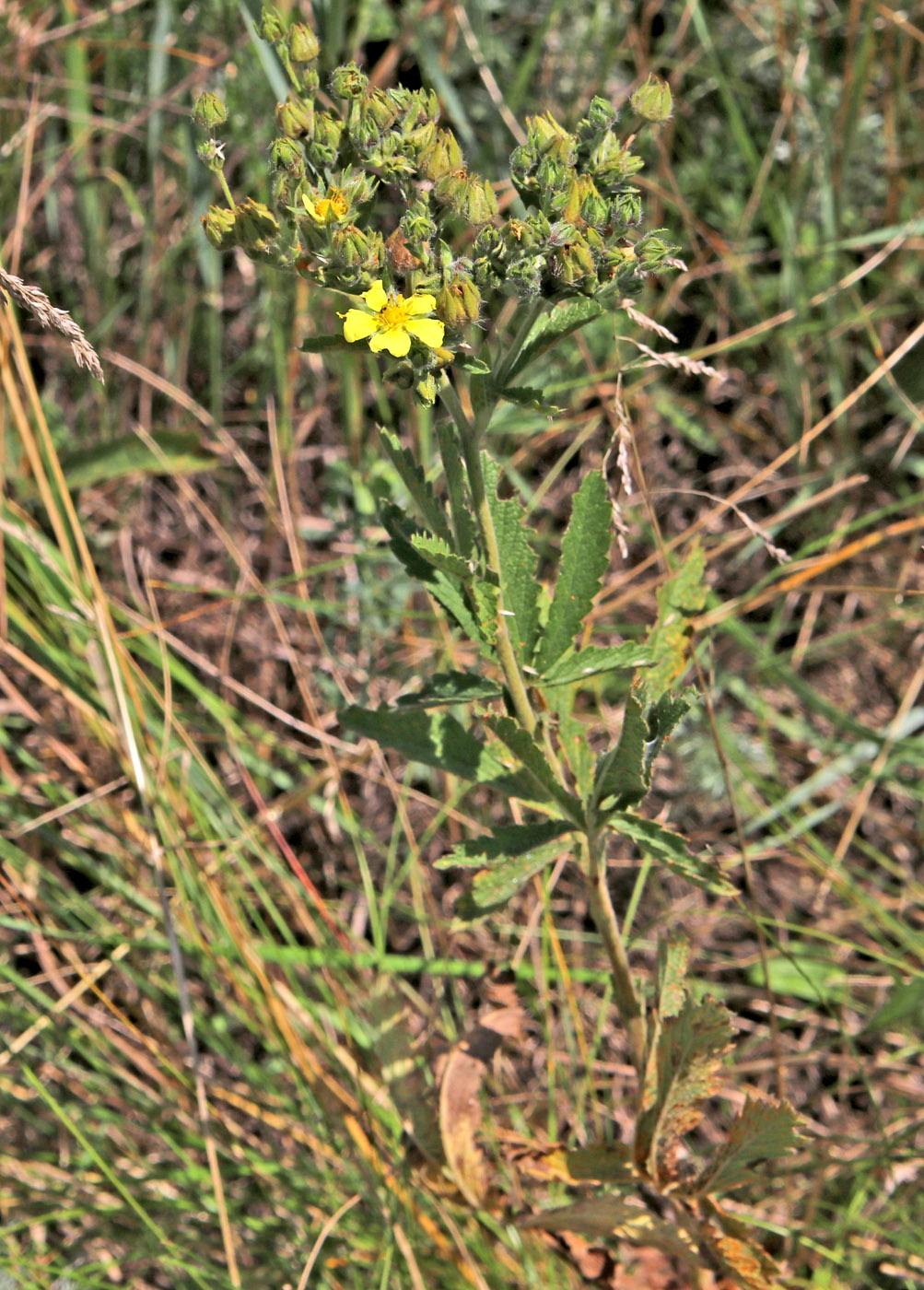 Изображение особи Potentilla recta.