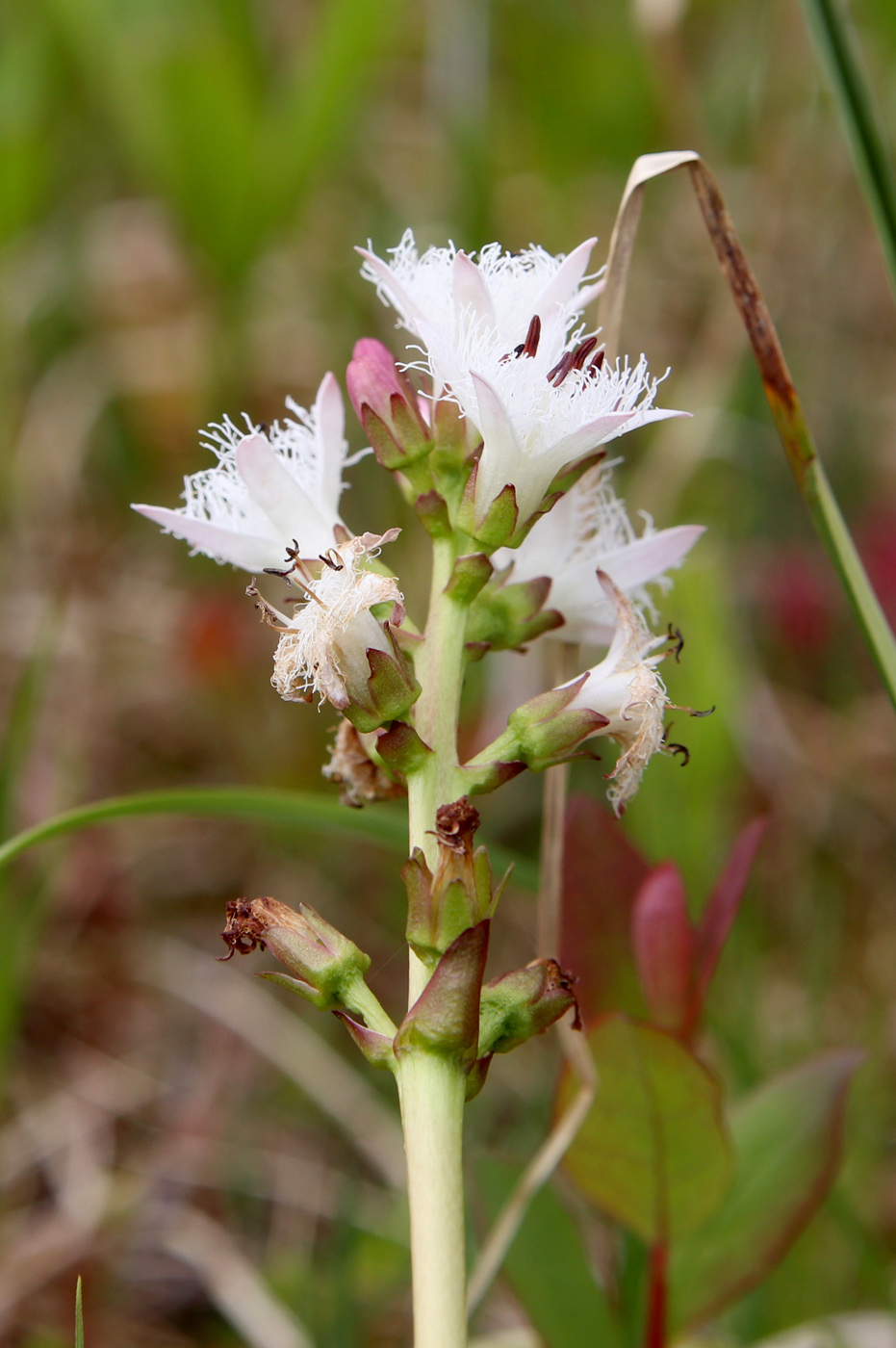 Image of Menyanthes trifoliata specimen.