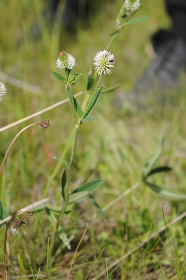 Image of Trifolium montanum specimen.