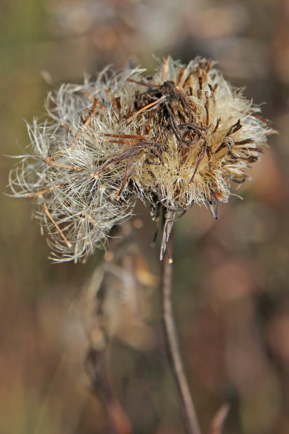 Image of Inula ensifolia specimen.