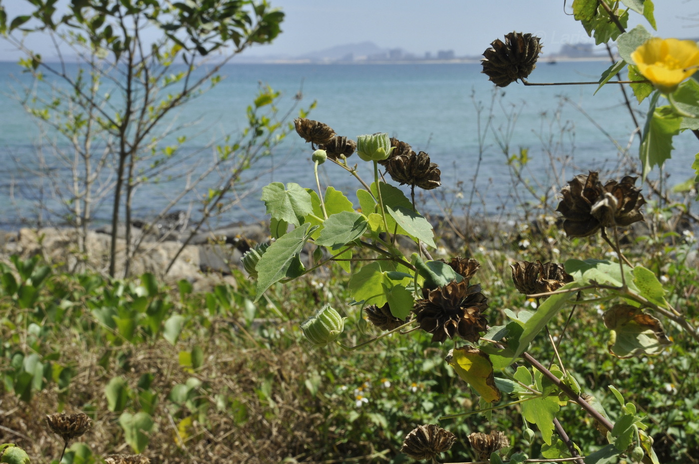 Изображение особи Abutilon indicum.