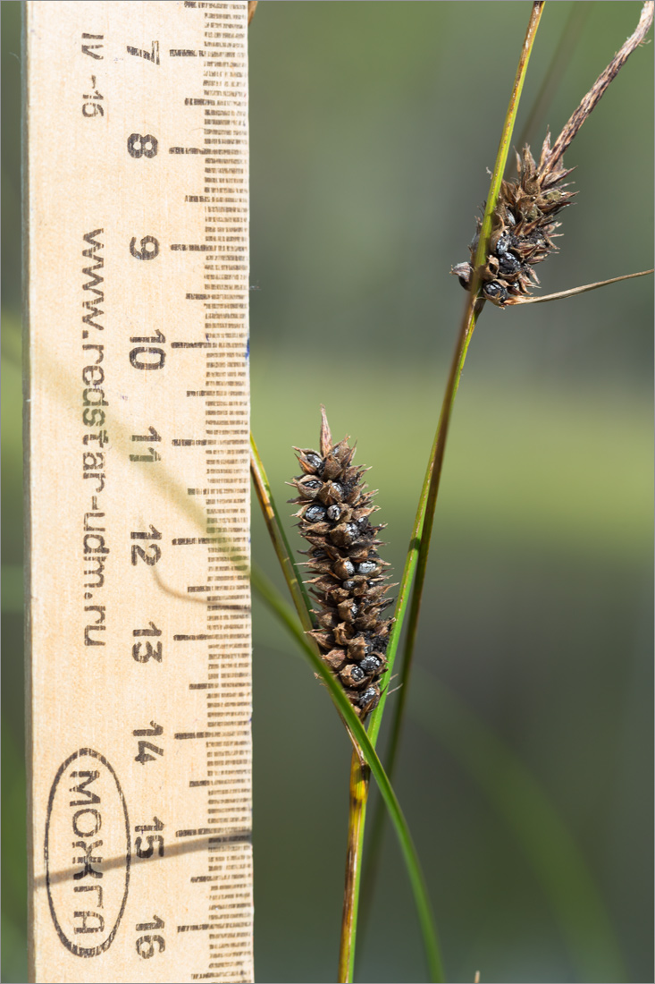Изображение особи род Carex.