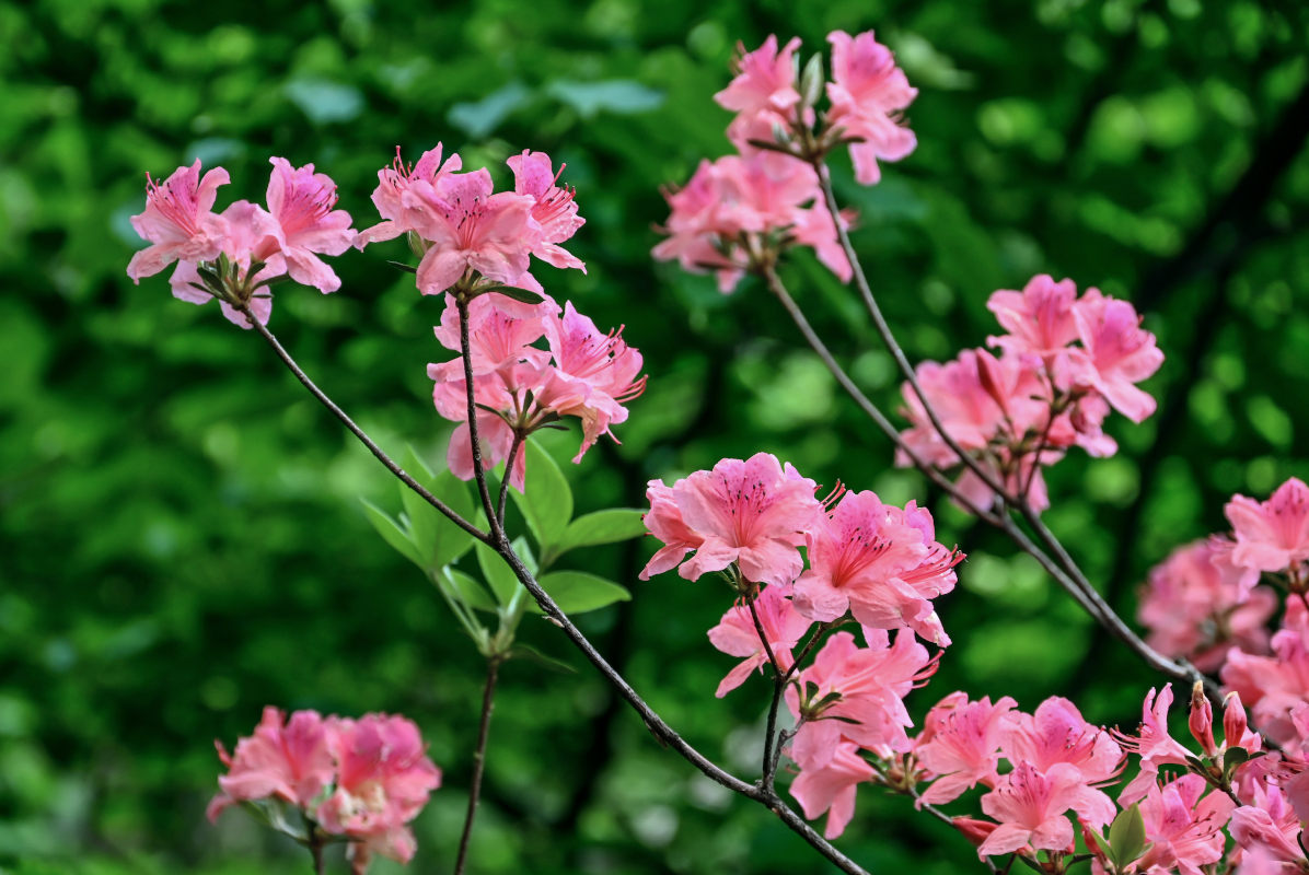Image of Rhododendron kaempferi specimen.