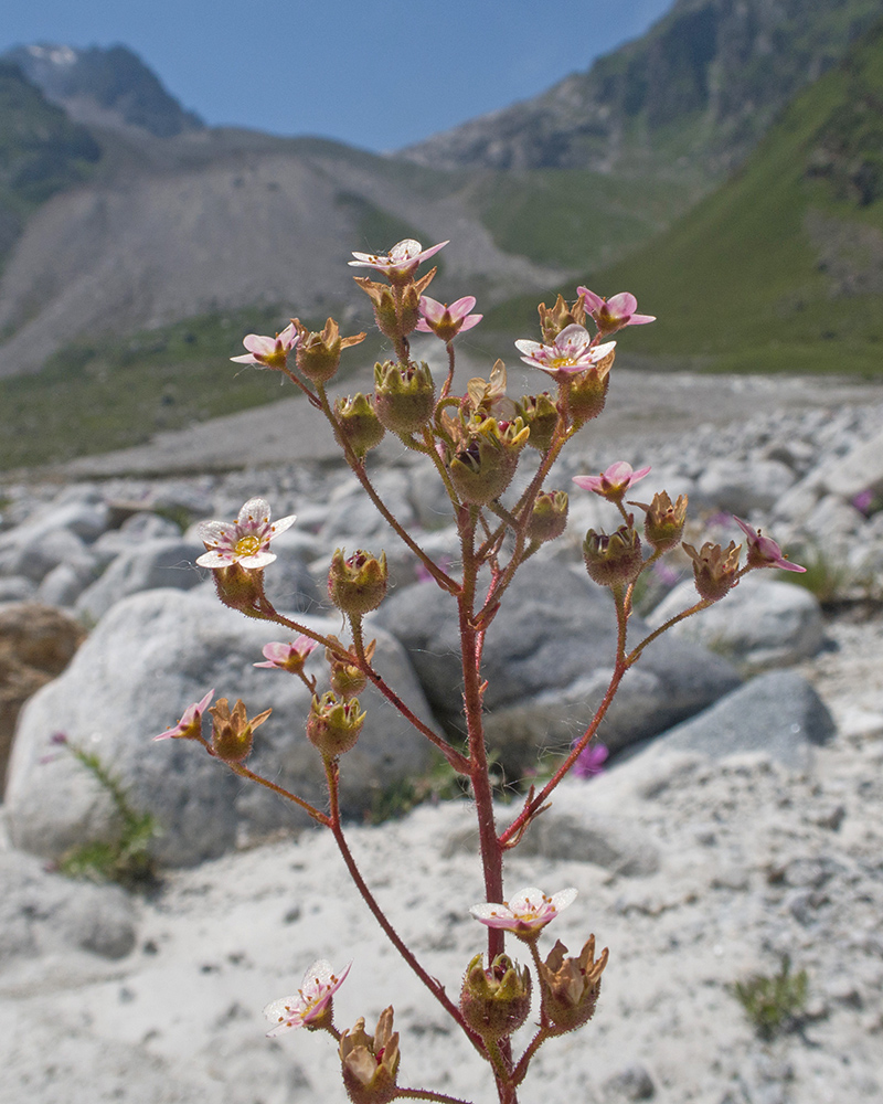 Image of genus Saxifraga specimen.