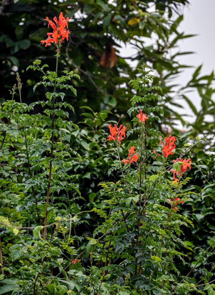 Image of Tecomaria capensis specimen.