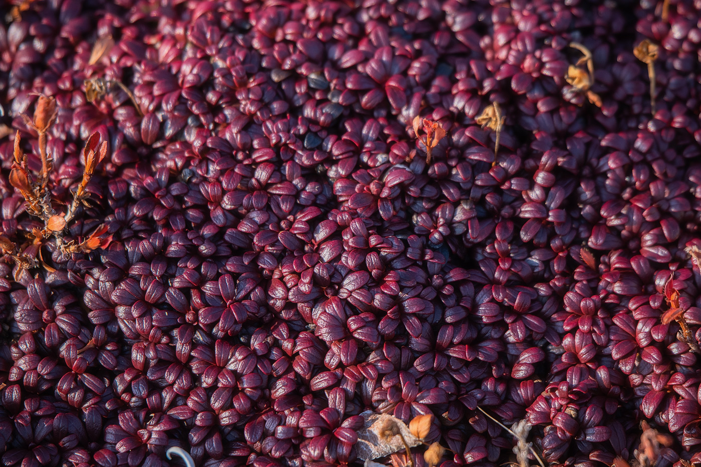 Image of Loiseleuria procumbens specimen.
