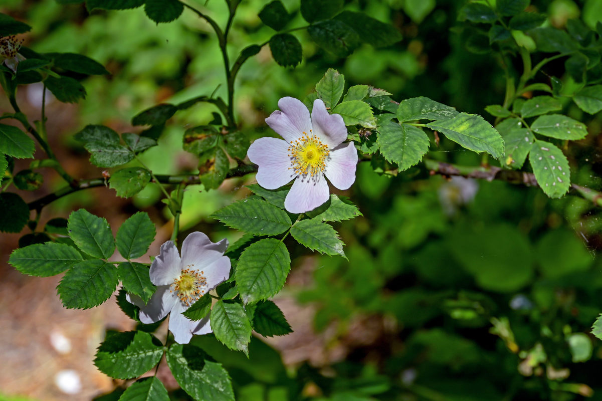 Image of Rosa canina specimen.