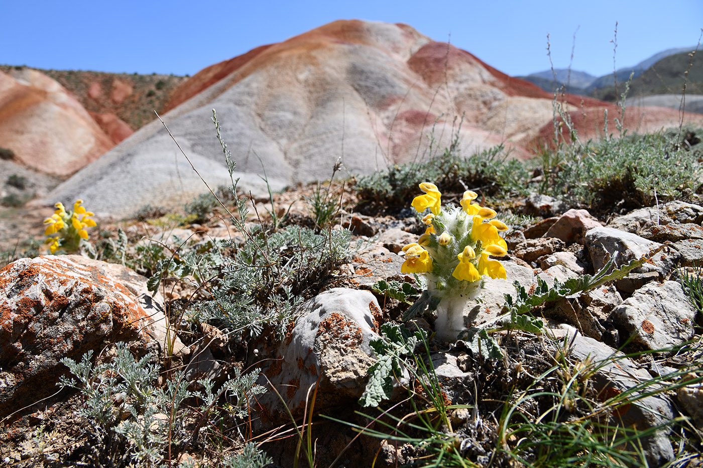 Image of Phlomoides speciosa specimen.
