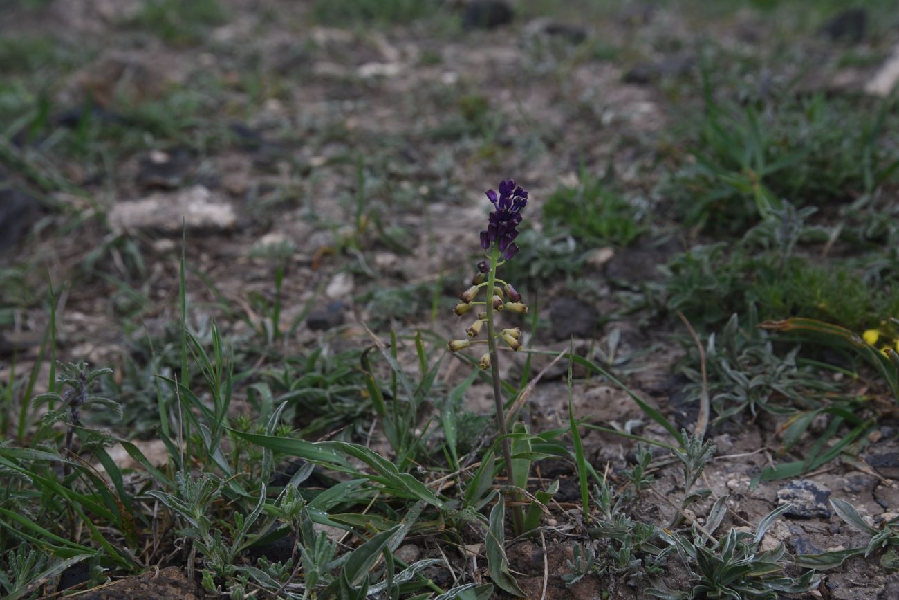 Изображение особи род Bellevalia.