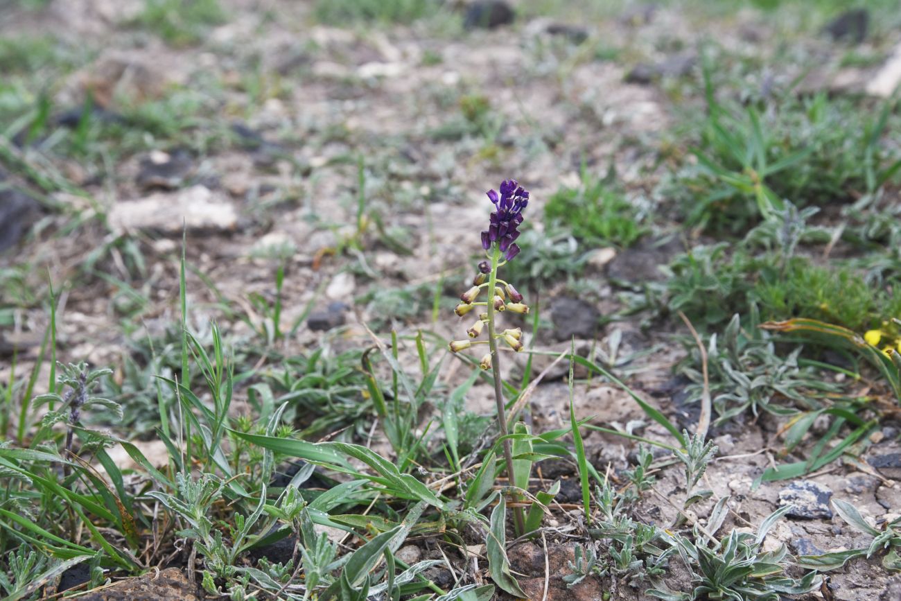 Изображение особи род Bellevalia.