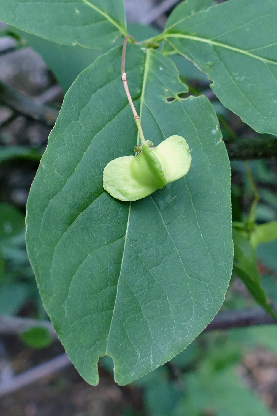 Изображение особи Euonymus latifolius.