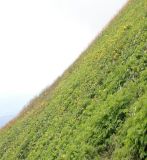 Изображение особи. Автор - Михаил Князев