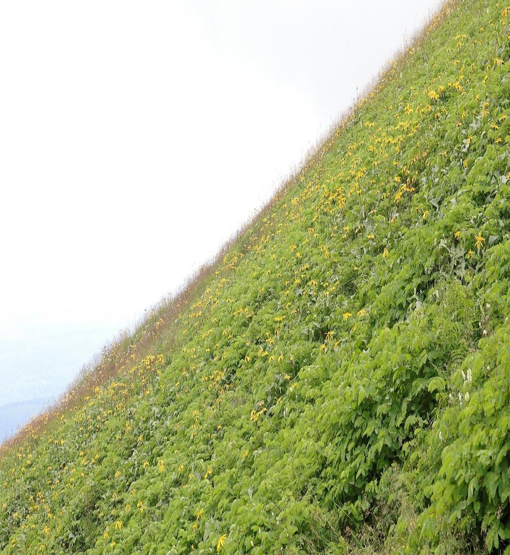 Изображение особи Ligularia jamesii.