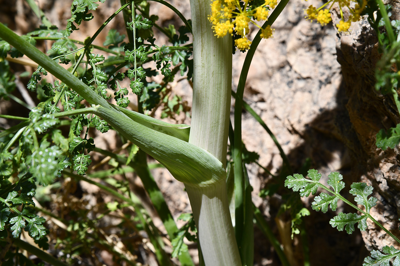 Image of Ferula samarkandica specimen.
