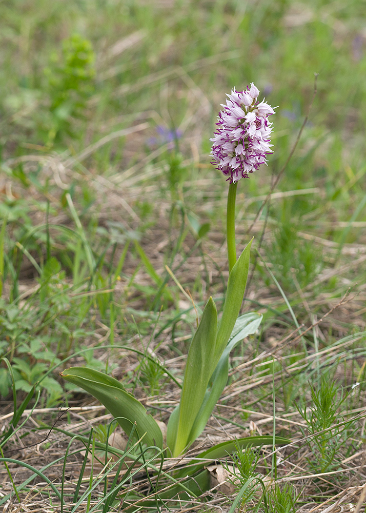 Изображение особи Orchis simia.