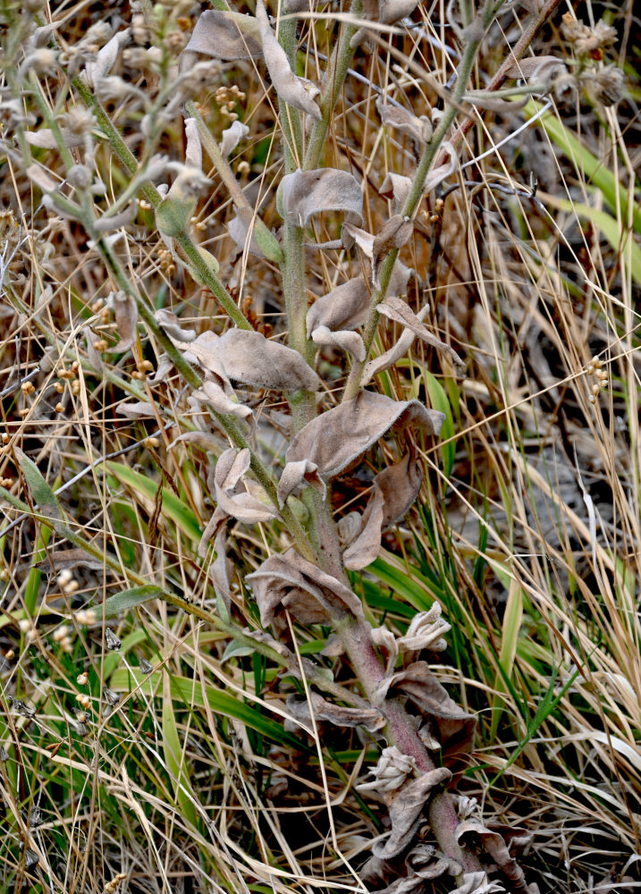 Image of genus Andryala specimen.