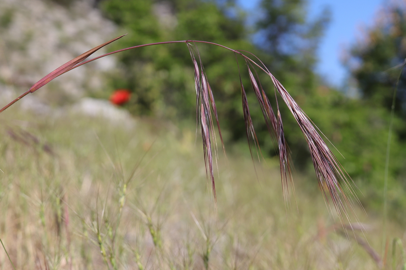 Image of Anisantha diandra specimen.
