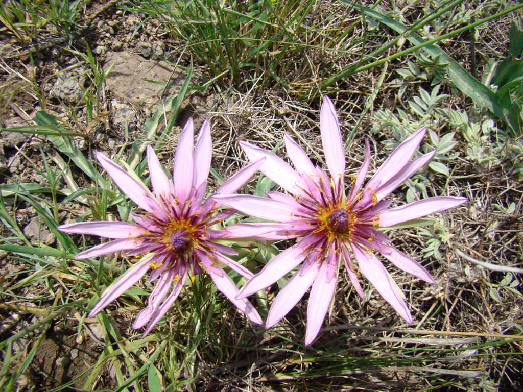Изображение особи Tragopogon collinus.
