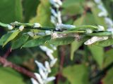 Vicia cracca. Развивающиеся плоды белоцветкового растения. Ульяновск, Заволжский р-н, у тропы на опушке смешанного леса. 27.06.2026.