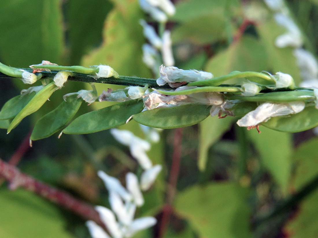 Изображение особи Vicia cracca.