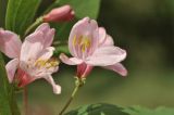 Lonicera tatarica. Цветки. г. Симферополь, окр. мкр-на Пневматика, обочина лесной дороги в посадках Pinus pallasiana. 21.05.2026.