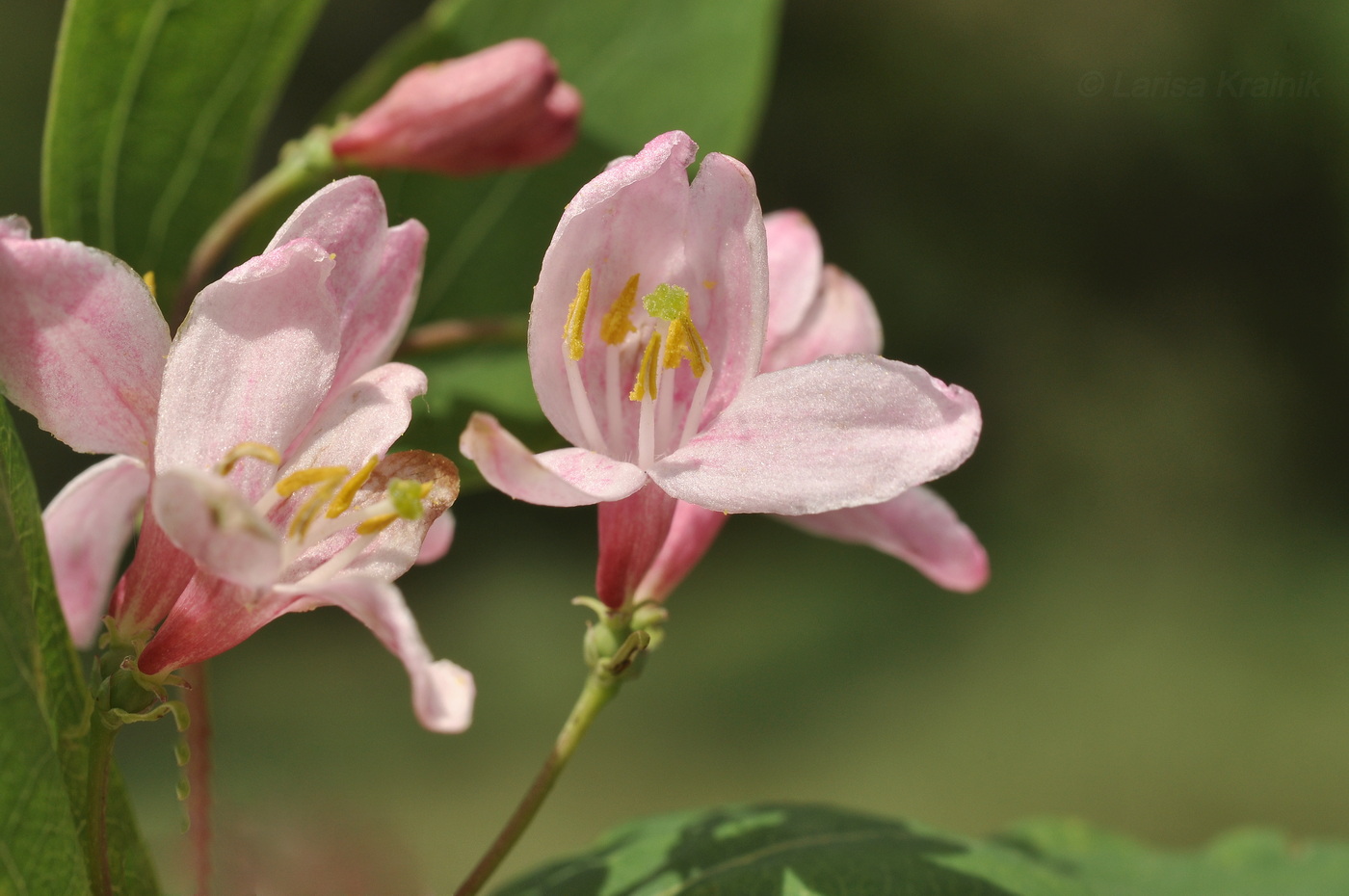 Изображение особи Lonicera tatarica.