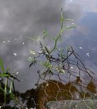 Rorippa amphibia. Зацветающее растение. Псков, парк \"Куопио\", укреплённое сеткой мелководье р. Псковы. 09.06.2025.