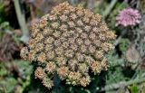 род Daucus. Отцветающее соцветие и завязавшиеся плоды. Португалия, округ Бежа, окр. г. Карвальял, сухой склон. 06.06.2026.
