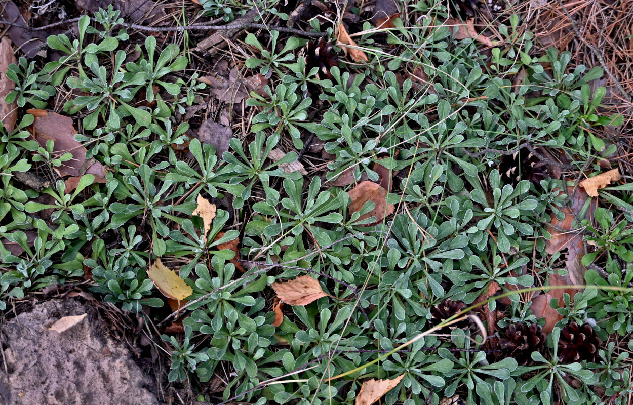 Изображение особи Antennaria dioica.