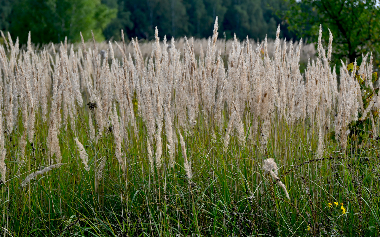 Image of Calamagrostis epigeios specimen.