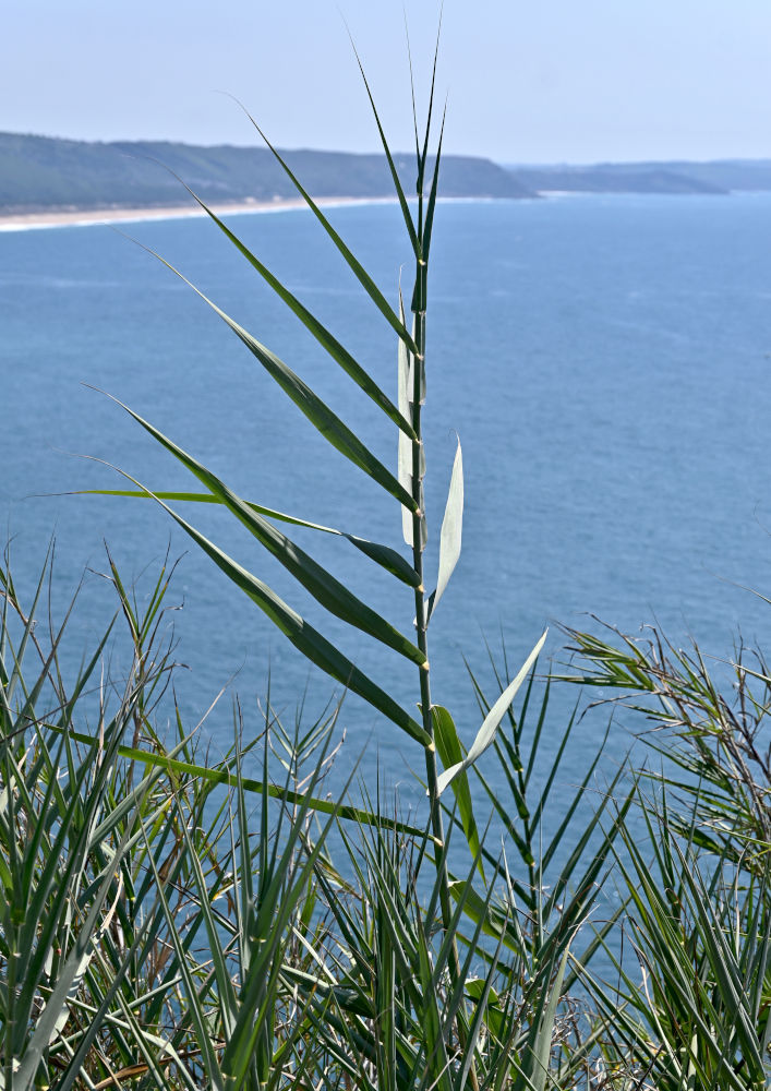Изображение особи Arundo donax.