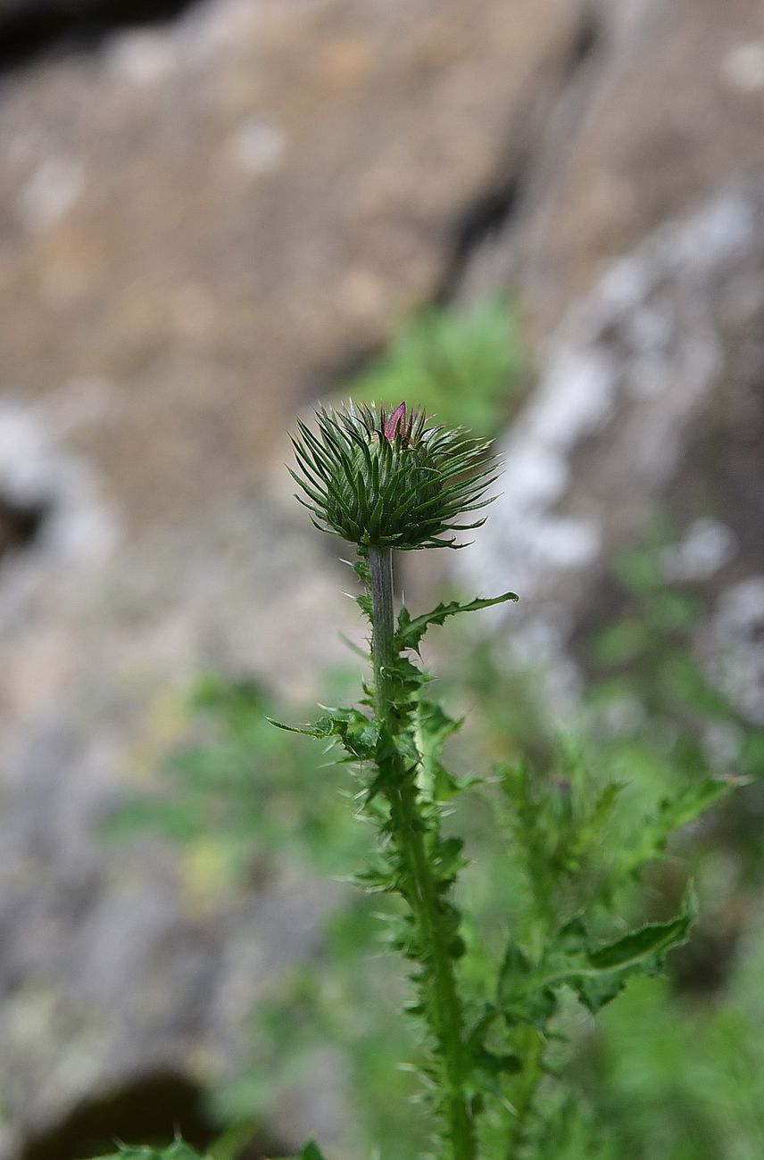 Image of Carduus acanthoides specimen.