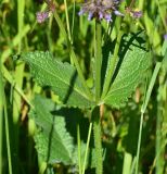 Salvia verticillata. Часть побега. Турция, ил Артвин, окр. храма Отхта, луг. 13 июня 2026 г.