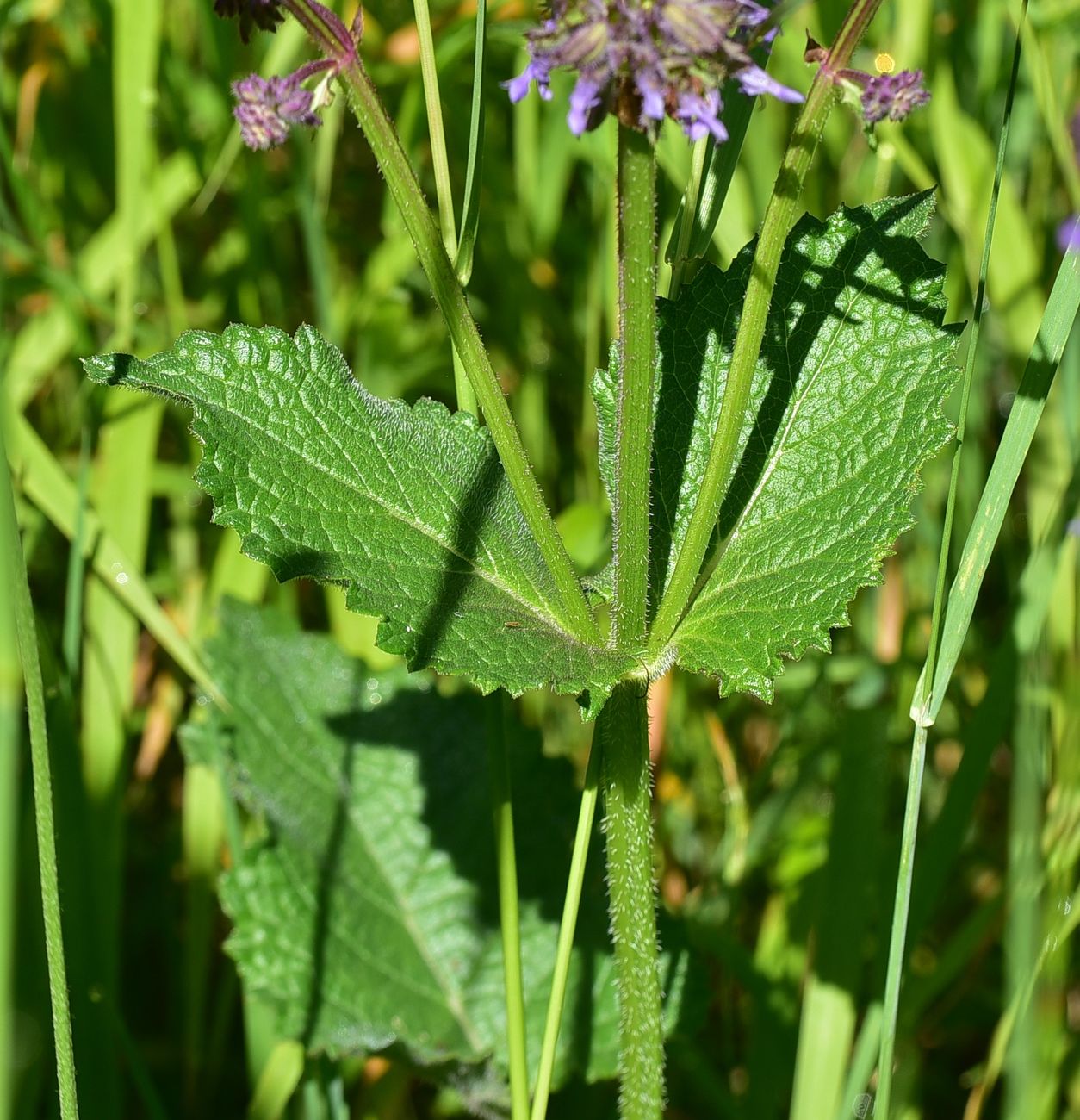 Изображение особи Salvia verticillata.