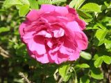 Rosa rugosa. Цветок (махровая форма 'Pleno'). Окр. Томска, дачный участок. 8 июля 2010 г.