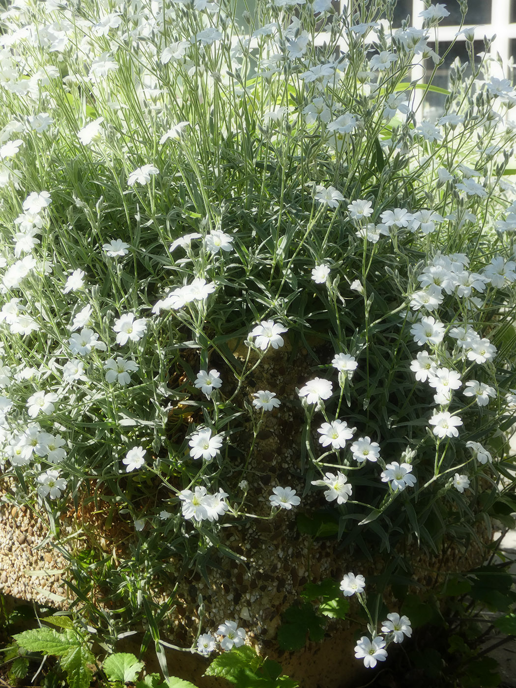 Image of Cerastium argenteum specimen.