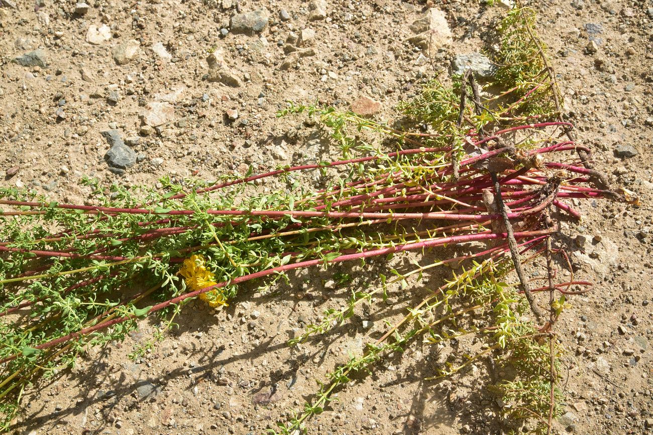 Image of Hypericum scabrum specimen.