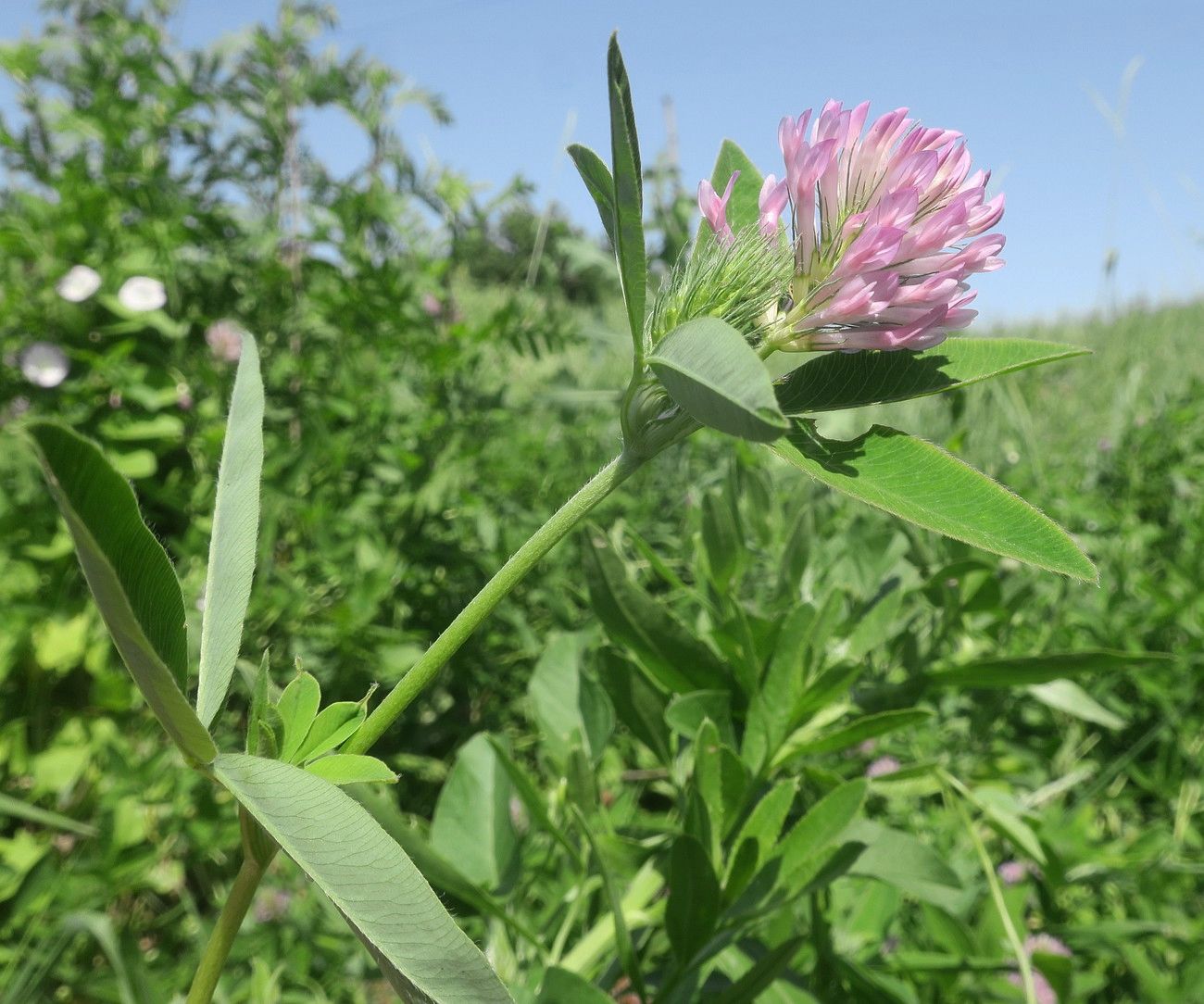 Image of Trifolium medium specimen.