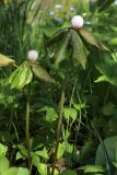 Sinopodophyllum hexandrum. Цветущие растения (цветки закрылись во второй половине дня). Ленинградская область, дер. Дубки, в культуре. 22.05.2011.