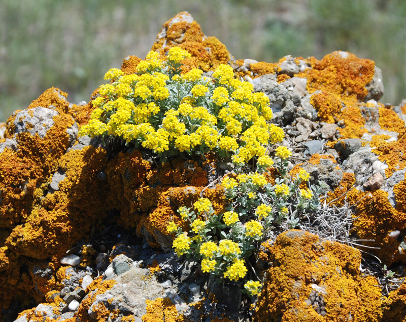 Image of Odontarrhena tortuosa specimen.