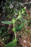 Lithospermum officinale. Верхняя часть цветущего и плодоносящего растения. Крым, Севастополь, окр. мыса Фиолент. 12 июня 2011 г.