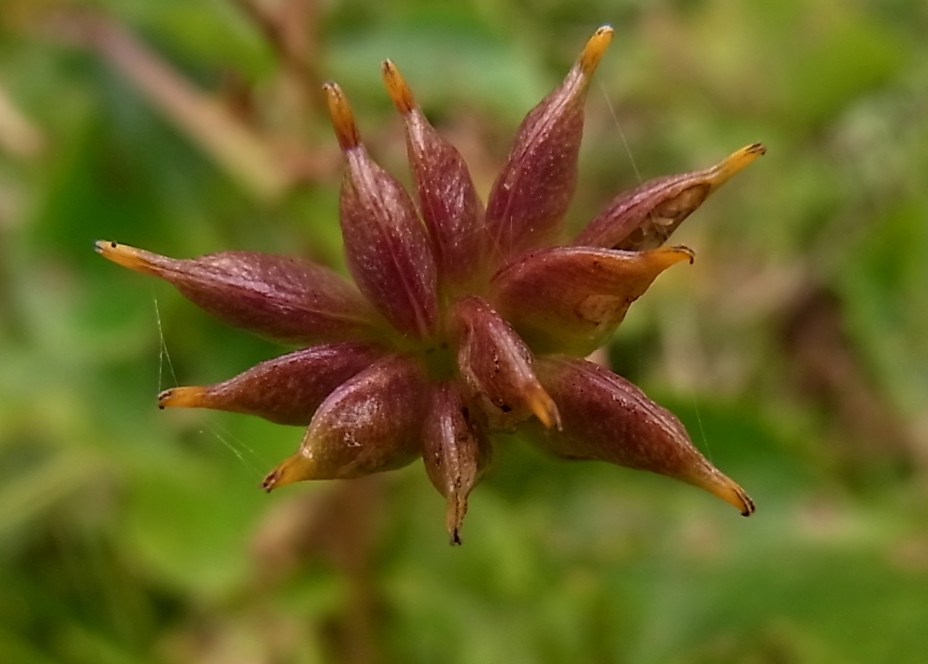 Image of Caltha palustris specimen.