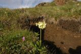 Primula ruprechtii. Цветущее растение, рядом P.algida. Северный склон Эльбруса, урочище Ирахик-Тюз, выс. 2570 м н.у.м. Середина июня 2011 г.