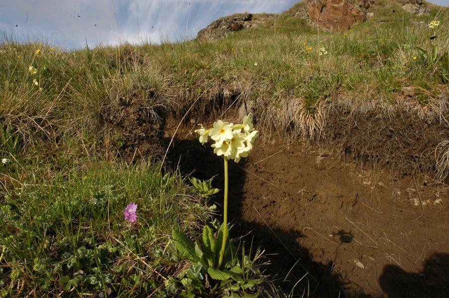 Image of Primula ruprechtii specimen.