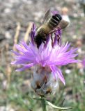 Centaurea vankovii