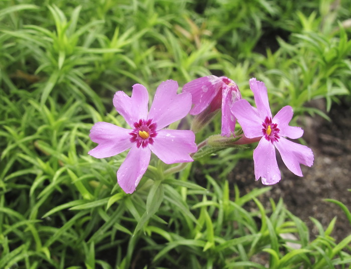 Изображение особи Phlox subulata.