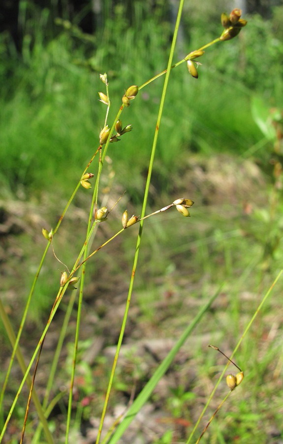 Image of Carex disperma specimen.
