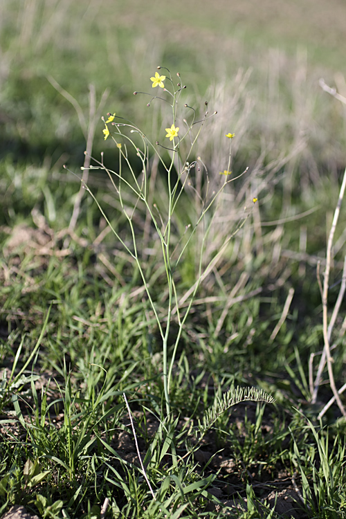 Изображение особи Bongardia chrysogonum.